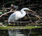 2016 06 11 WildLife MPLS 190